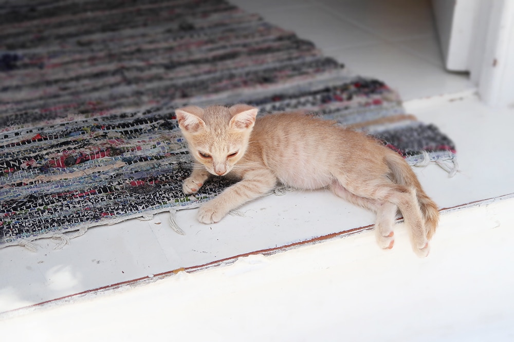 bébé chat grece tapis paros