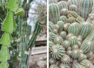 jardin serres auteuil paris cactus tropical