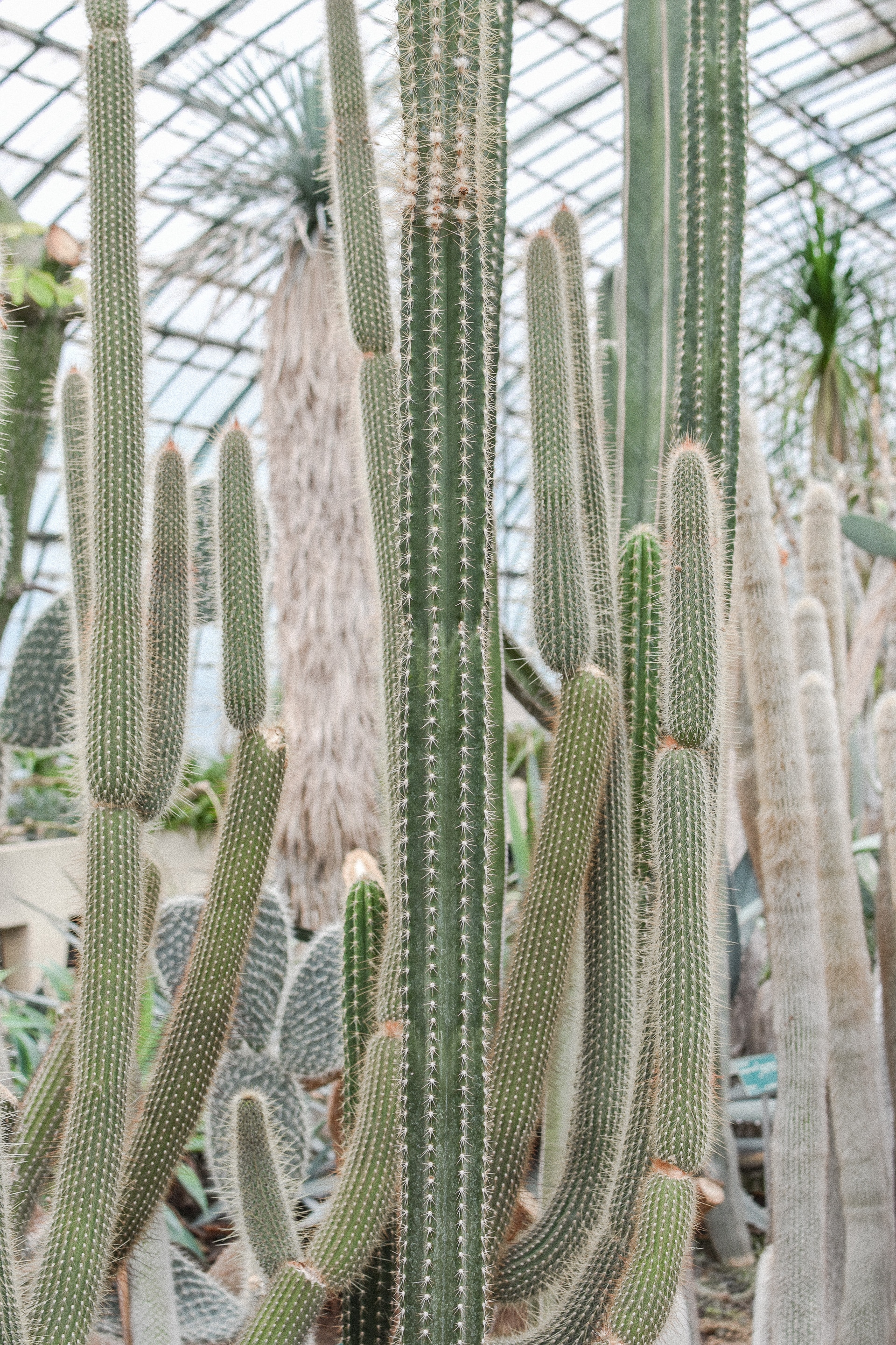 jardin serres auteuil paris cactus tropical